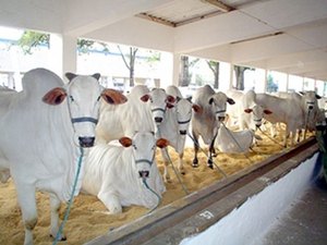 Expoagro promete aquecer mercado pecuarista de Alagoas