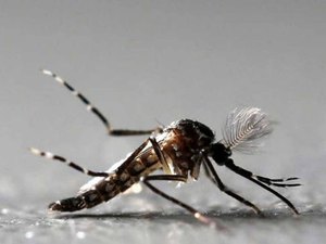 EUA iniciam testes em humanos para vacina contra zika