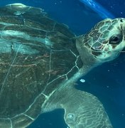 [Vídeo] AL registra quase 600 encalhes de animais marinhos; Biota faz alerta