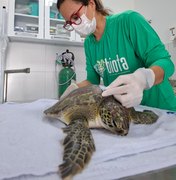 Tartaruga-verde é resgatada com nadadeira mutilidada por lixo na Praia do Francês
