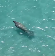 Peixe-boi aparece em praia de Ipioca e encanta banhistas