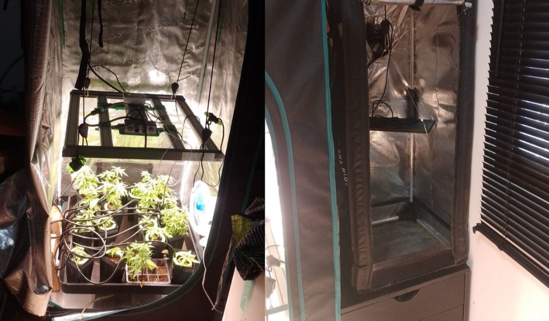 Polícia estoura laboratório de cultivo de maconha e produção de haxixe em Maceió