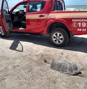 Tartaruga marinha é encontrada morta na Praia de Maragogi