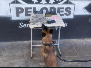 Cão farejador da PM encontra droga em assentamento no bairro Primavera