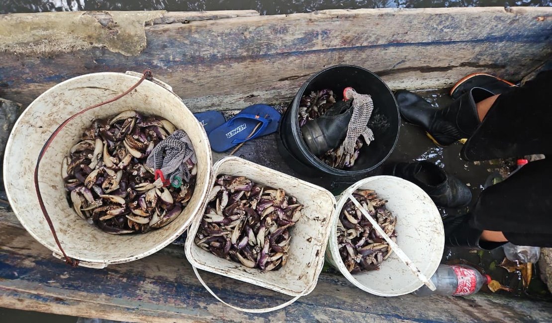 PM flagra grupo que realizava captura proibida de caranguejo-uçá