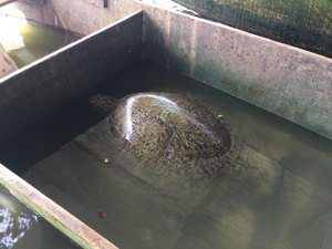 Tartaruga-verde é encontrada com vida na Lagoa Manguaba