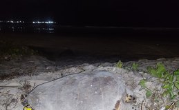 Tartaruga marinha desova na Praia da Avenida, em Maceió
