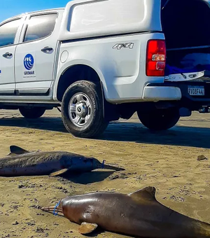 Golfinhos mortos no litoral de SP tinham lixo e material de pesca no estômago