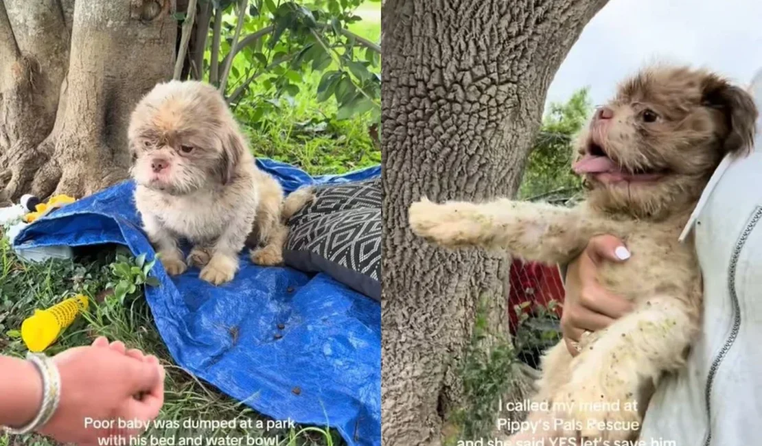 Cão espera por tutor em parque e abandono comove a internet