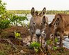 Projeto proíbe abate de jumentos devido ao risco de extinção