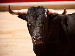 Adolescente de 14 anos morre no seu 1º 'rodeio'. 'Nunca o vi tão feliz'