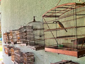 Fiscalizações ambientais da PM resultam na apreensão de 25 aves silvestres em Boca da Mata e Igaci