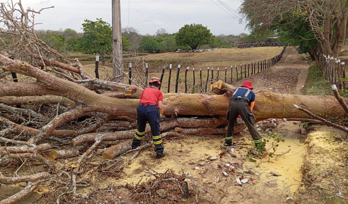 Fortes chuvas provocam queda de árvore no meio da estrada na zona rural de Palmeira