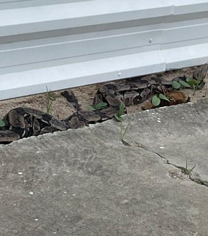 Jibóia com mais de dois metros é resgatada pela Polícia Militar nas ruas de Maceió