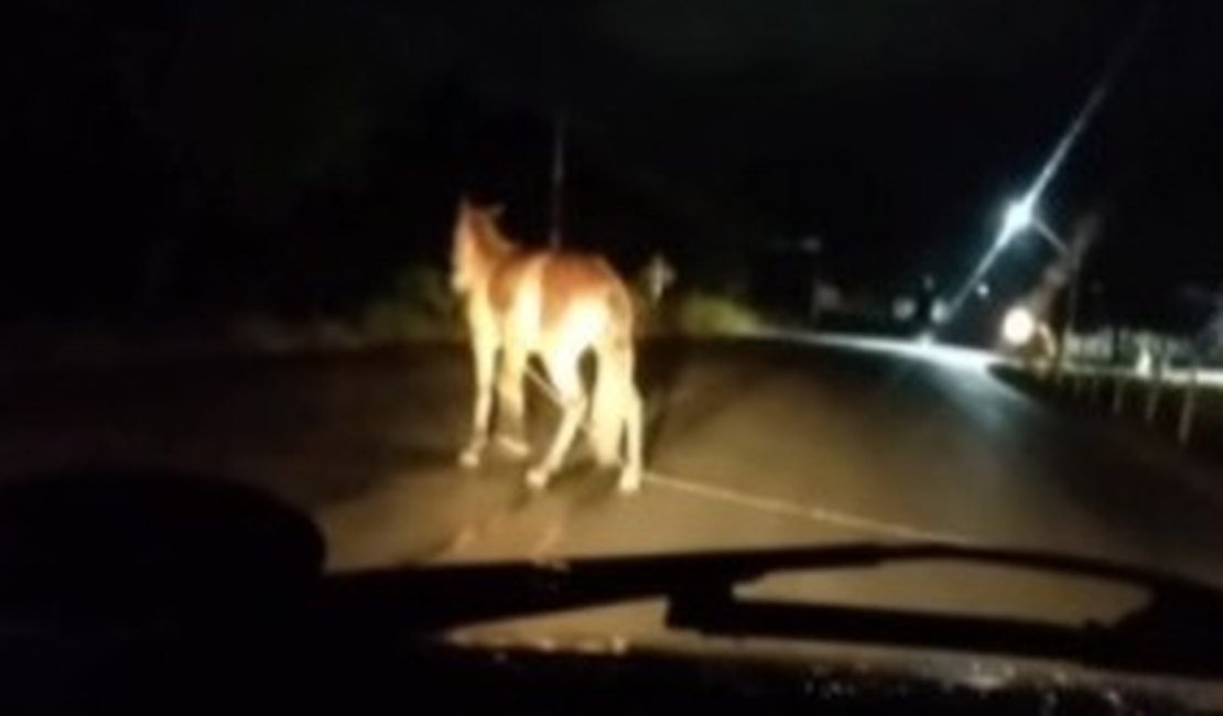 Motoristas registram animais no meio da rodovia AL-101 Norte, em Maragogi