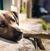 MPAL recomenda que prefeita de Delmiro Gouveia adote medidas para controle de animais nas ruas