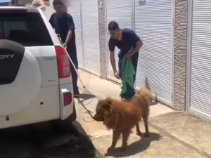 Homem viaja e abandona cachorro do lado de fora da residência em Maceió; polícia foi acionada