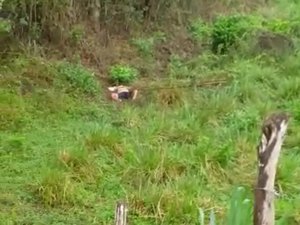 Corpo é encontrado às margens da AL 465 em Porto Calvo