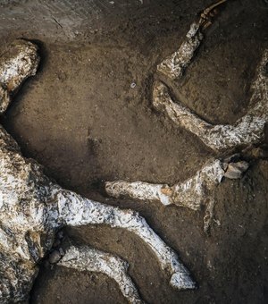 Cavalos petrificados em um antigo estábulo são encontrados por arqueólogos 