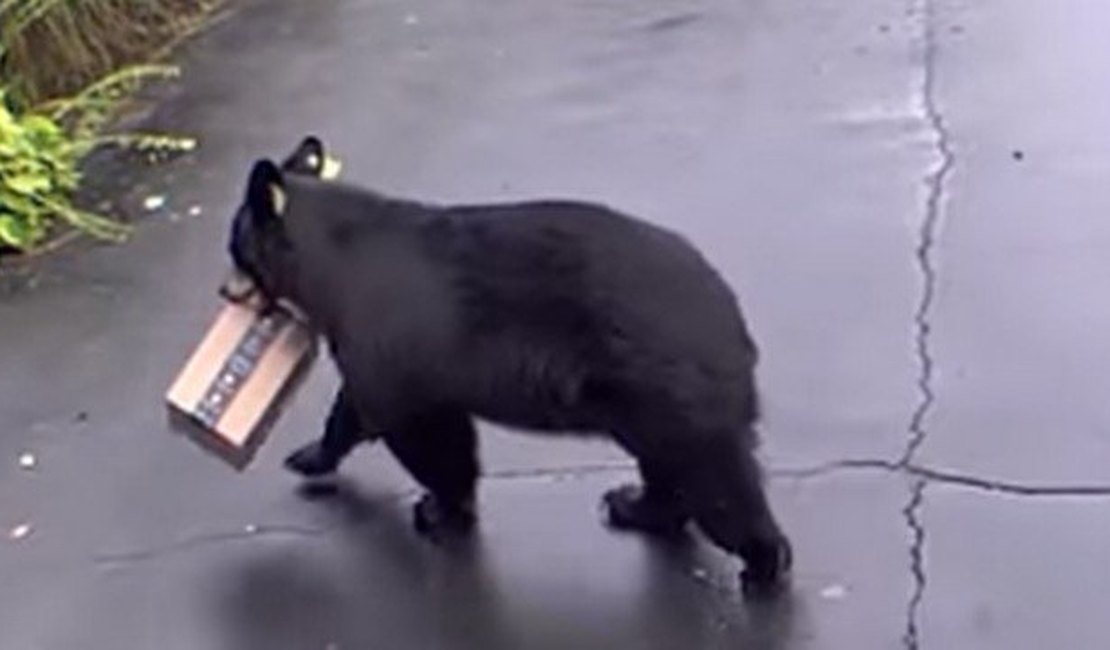 Urso 'rouba' encomenda da Amazon deixada na frente de casa nos EUA