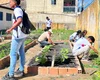 Projeto Horta nas Escolas é implantado em Matriz de Camaragibe
