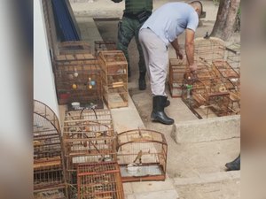 Aves silvestres mantidas ilegalmente em cativeiro são resgatadas em operação na Zona da Mata em AL