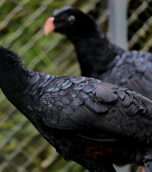 Mutuns-de-Alagoas chegam a reserva em Coruripe e passam por adaptação antes de soltura