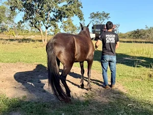 Polícia recupera égua de alto valor durante investigação interestadual
