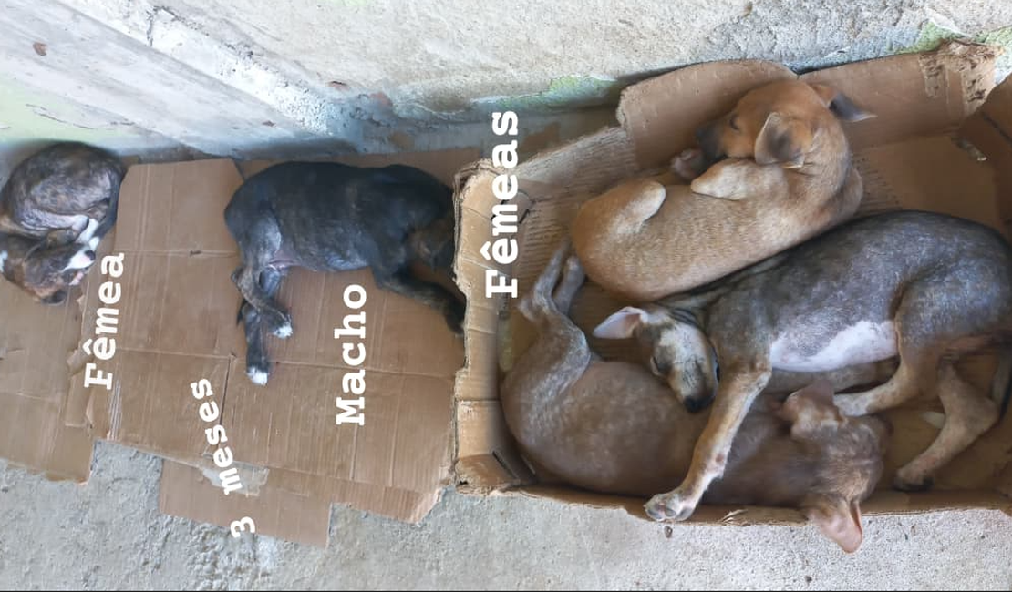 Moradora de Arapiraca pede ajuda para doar filhotes de cachorro abandonados