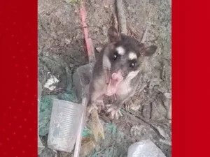 Gambá 'armado' com garfo enfrenta guarda marítimo em Arraial do Cabo, RJ; VÍDEO