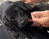Polícia Civil prende em flagrante homem que abandonou cachorro no Aeroporto de Florianópolis