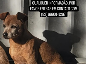 Tutores buscam por cãozinho desaparecido no bairro São Luiz I