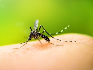 Bebedouro, Pajuçara e Centro são os bairros em Maceió com maior incidência de casos de dengue