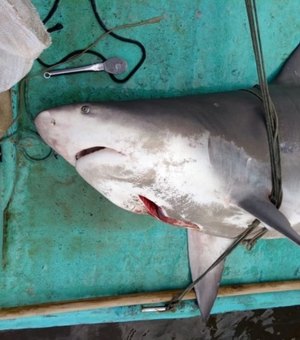 Turbarão é capturado por pescadores na Barra Nova, em Marechal