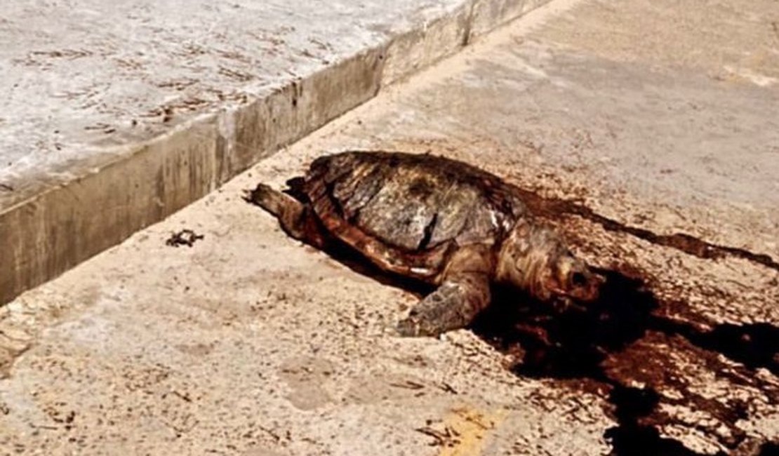 Tartaruga é encontrada morta no calçadão na Praia do Sobral