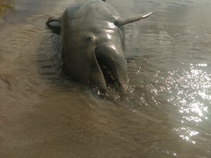 Golfinho é encontrado em praia de Alagoas