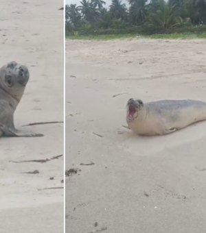 [Vídeo] Elefante-marinho de dois metros aparece em praia da Barra de Santo Antônio