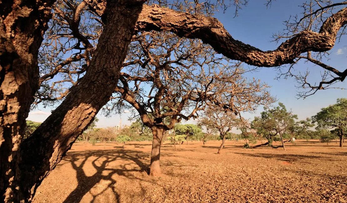 Dia do Meio Ambiente destaca ações de enfrentamento à desertificação