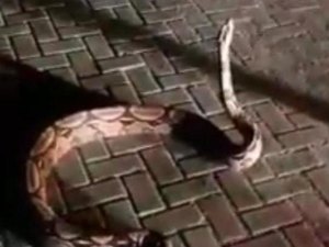 Corpo de Bombeiros resgata jiboia que seria consumida como petisco em Fortaleza