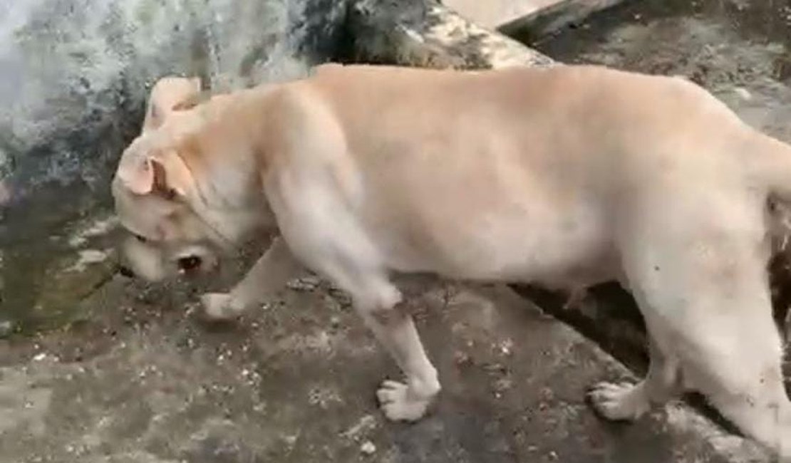 Após denúncias de abandono, pitbull ferida é resgatada em Maceió