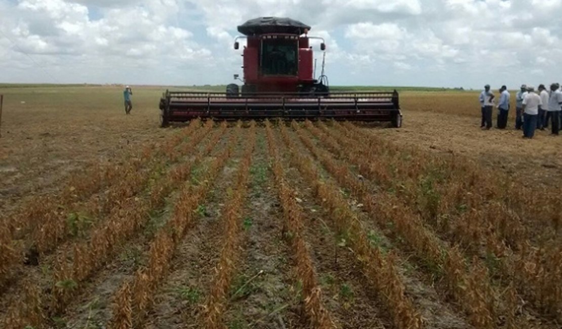 Porto Calvo tem a segunda fazenda em Alagoas a exportar soja para o mundo
