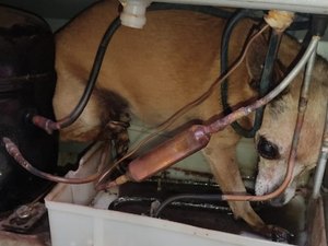 Cachorra é resgatada após ficar presa ao motor de geladeira