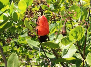 Palmeira dos Índios, Igaci e Estrela compõem a rota do caju 