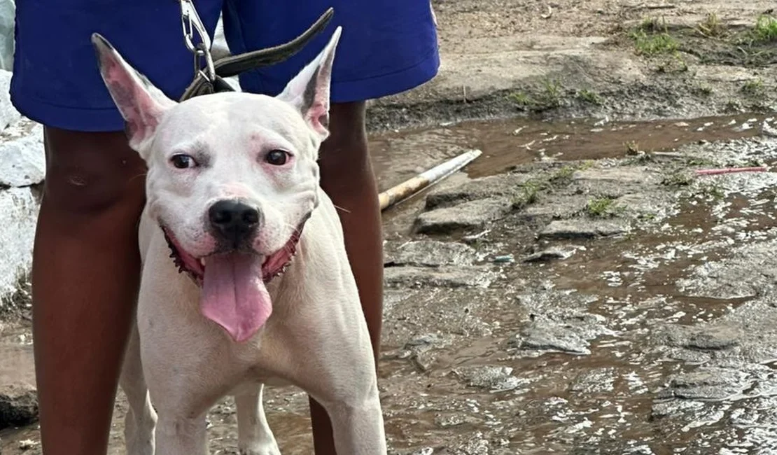 Menor é flagrado conduzindo pitbull sem focinheira em via pública em Arapiraca