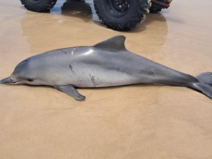 Golfinho é encontrado morto com ferimentos na Praia do Francês, em Marechal