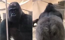 Gorila dá susto em visitantes com entrada triunfal em zoo e viraliza