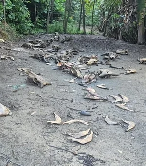 Matadouro clandestino com ossadas e restos de animais é encontrado em Joaquim Gomes
