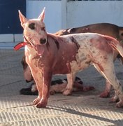 [Vídeo] Ataque de cães bull terrier acaba em morte de gato e desespero em Maceió