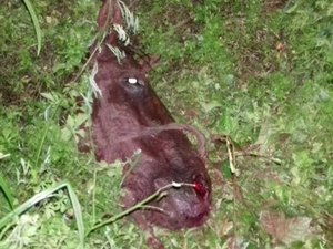 Homem é preso após abater um cavalo para consumo humano