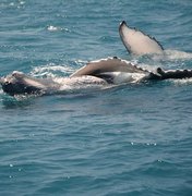 Pesquisadores da UFAL registram encontro com baleias-jubarte no Litoral Sul de Alagoas